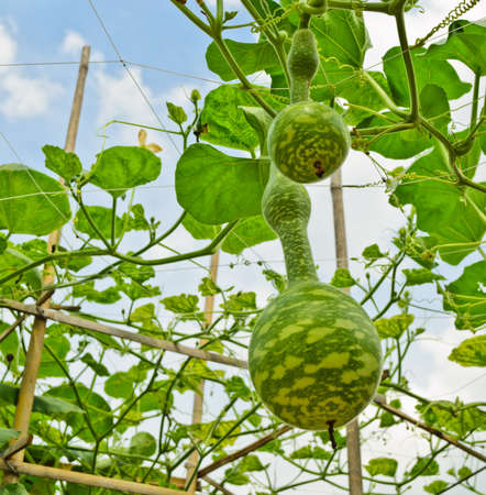 Fresh calabash hanging on the garden の写真素材