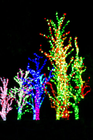 Decoration lights on a tree