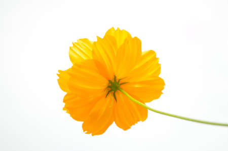 Yellow cosmos on white backgroundの写真素材