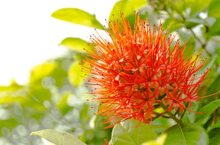 Combretum erythrophyllumの写真素材