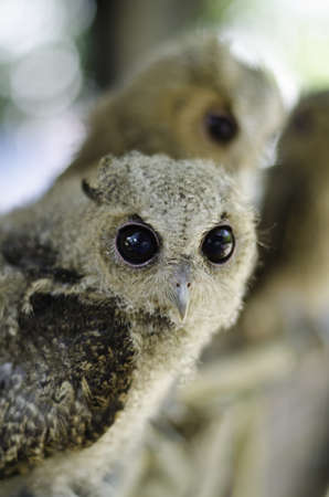 Close up of a baby Tawny owlの写真素材
