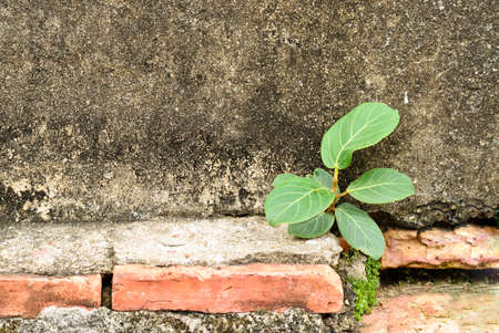A little tree growing up on old wallの写真素材
