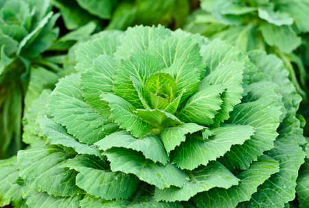 Fresh green cabbage in gardenの写真素材