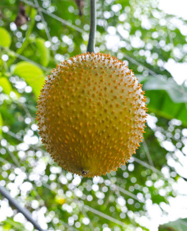 Southeast Asian fruit, commonly know as Gac, Baby Jackruit, Spiny Bitter Gourd, Sweet Grourd or Cochinchin Gourdの写真素材