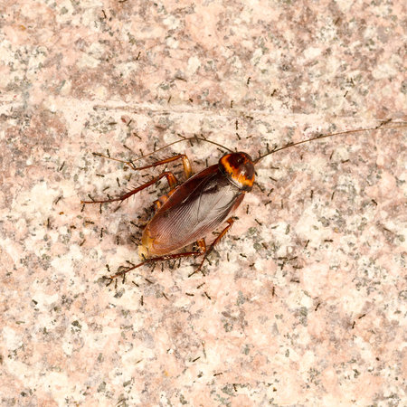 Ant troop moving a dead cockroach