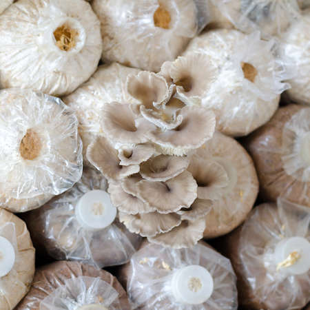 The cultivate of oyster mushroom  in Thai farmの写真素材