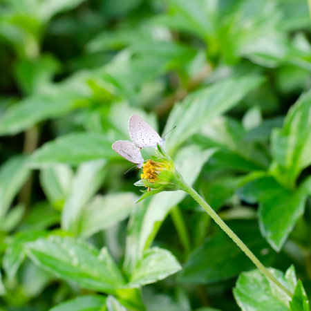 Butter breeding on flowerの写真素材