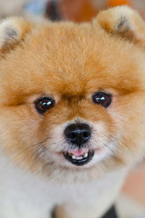 pomeranian puppyの写真素材