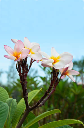 Plumeria with blue sky backgroundの写真素材