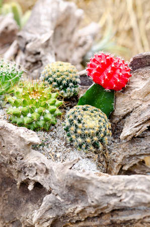 Cactus in gardenの写真素材