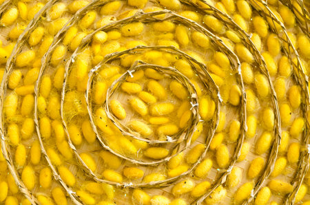 silk worm cocoons in nests