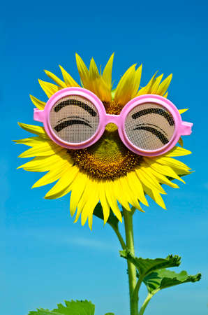 Smiley Sunflower wearing funny glasses under blue skyの写真素材