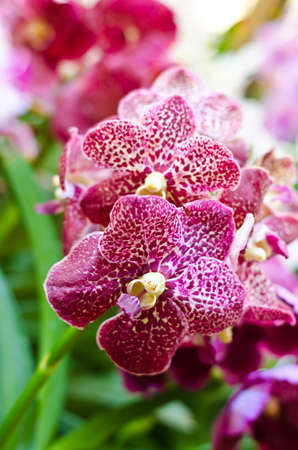 Purple Vanda orchidの写真素材