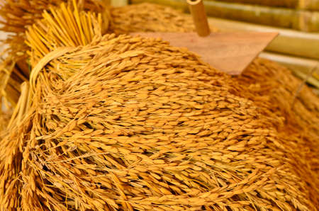 Bunch of paddy riceの写真素材