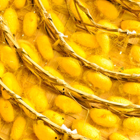 silk worm cocoons in nestsの写真素材