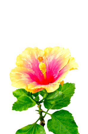 orange hibiscus flower with green leaves on white backgroundの写真素材