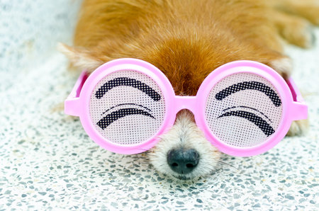 Cute puppy wearing funny glasses