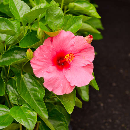 Pink hibiscus flowerの写真素材