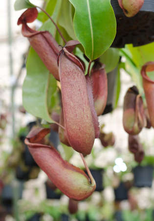 Tropical pitcher plants, monkey cupsの写真素材
