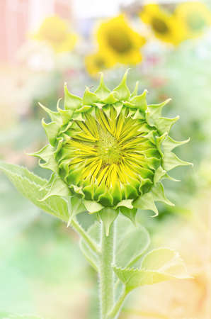 Soft focus of young sunflower blooming in sunflower fieldの写真素材