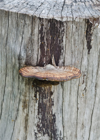 mushrooms growing on the side of a dead tree