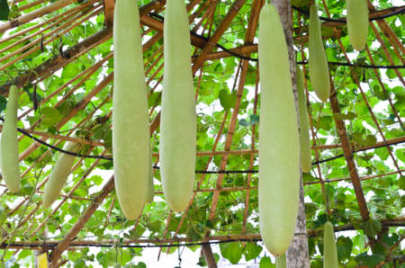 Long bottle gourd or winter melonの写真素材