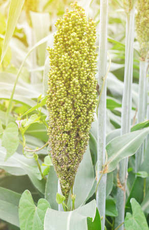 Sorghum or Millet in the fieldの写真素材