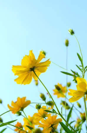 Yellow cosmos flowerの写真素材