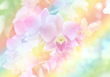 Soft focus beautiful orchid flowerの写真素材