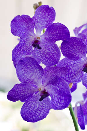 Beautiful bunch of purple vandaの写真素材