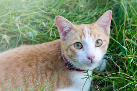 Lovely cat staying in a tall grassの写真素材