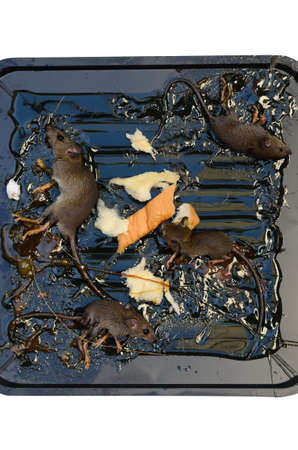 rats on rat glue trap isolated on whiteの写真素材
