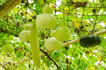 Sponge gourd, pumpkin and bottle gourd hanging on vine in vegetableの写真素材