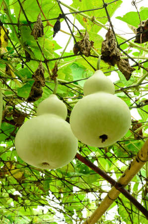 Bottle gourd or Calabash gourd hanging on vineの写真素材