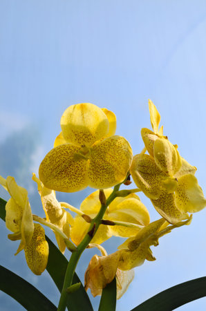beautiful yellow vanda orchid flower