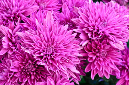 Purple chrysanthemum flower  blooming in gardenの写真素材