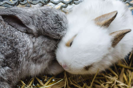 Cute gray rabbit are kissing white rabbitの写真素材