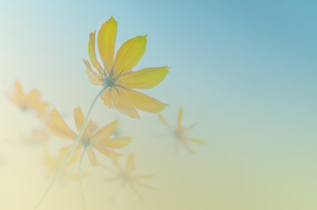 Soft focus of Cosmos Sulphureus over light blue background