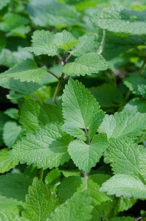 Fresh green mint plant grow at vegetable garden