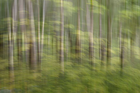 Abstract motion blur, trees trunk & leaves, yellow green backgroundの写真素材