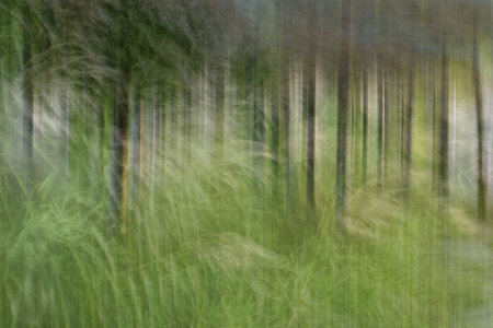 Abstract motion blur, trees trunk & leave, yellow green backgroundの写真素材
