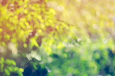 Colorful nature jungle or forest abstract blur for design background & textureの写真素材