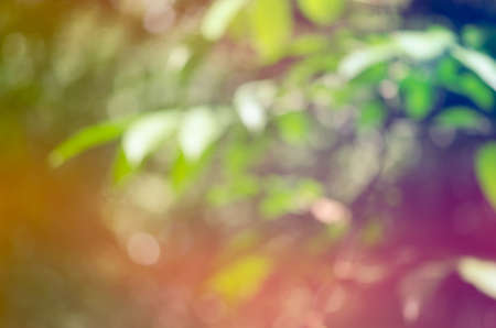 Colorful nature jungle or forest abstract blur for design background & textureの写真素材