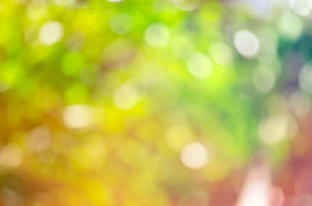 Colorful nature jungle or forest abstract blur for design background & textureの写真素材
