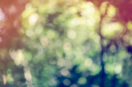 Colorful nature jungle or forest abstract blur for design background & textureの写真素材