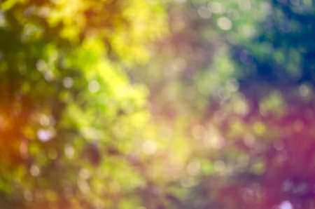 Colorful nature jungle or forest abstract blur for design background & textureの写真素材