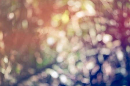 Colorful nature jungle or forest abstract blur for design background & textureの写真素材