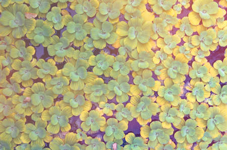 Green lotus flower leaves with others floating on the water pond.の写真素材