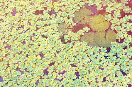 Green lotus flower leaves with others floating on the water pond.