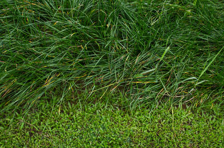 Close up of green grass on the flow.の写真素材